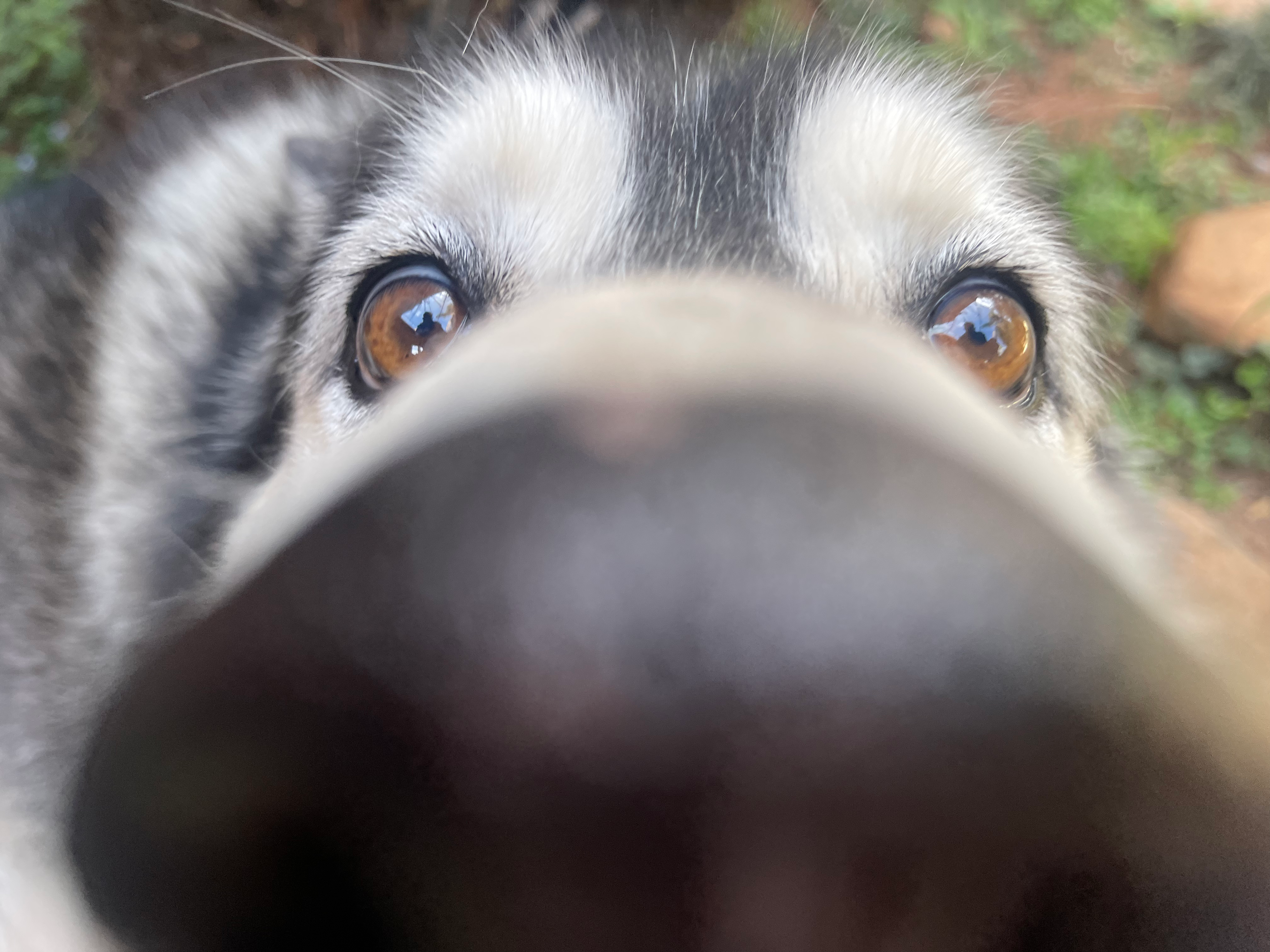 Extreme close-up of Jackson's black nose and warm amber eyes, outdoors in the grass