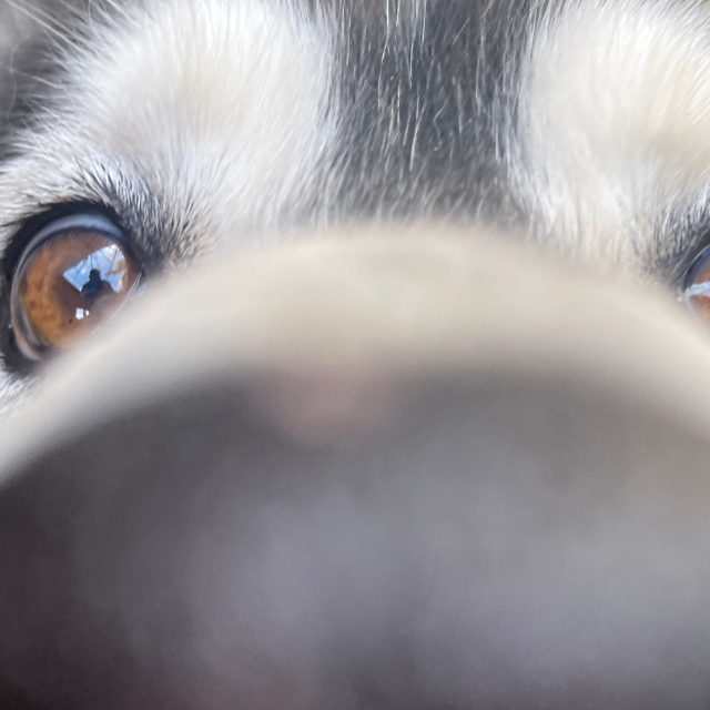 Jackson's snoot and eyes, close up